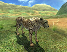tigre_wild_earth.jpg