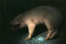 igualdade_animal_video.jpg
