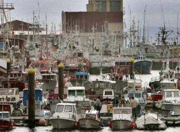 Decenas_barcos_amarrados_puerto_Burela.jpg