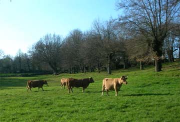conservacion_medio_ambiente.jpg