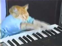 gato_teclista.jpg